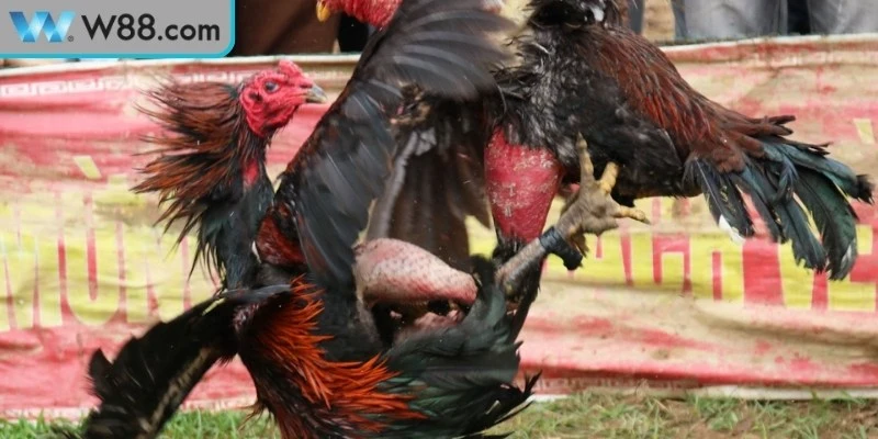 Chú ý quan trọng ở cách đánh bại gà đá đối thủ mạnh 